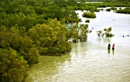 Guang-Guang Mangrove Park